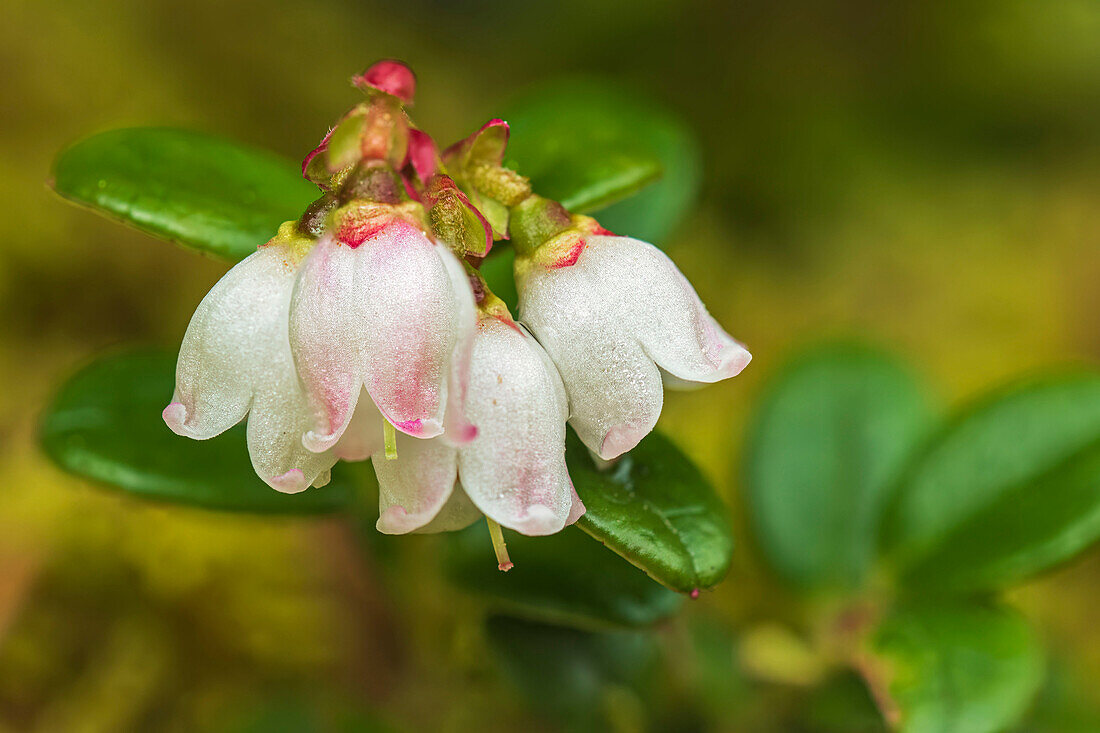 Kanada, Alberta, Banff-Nationalpark. Preiselbeerblüte in Sunshine Meadows.