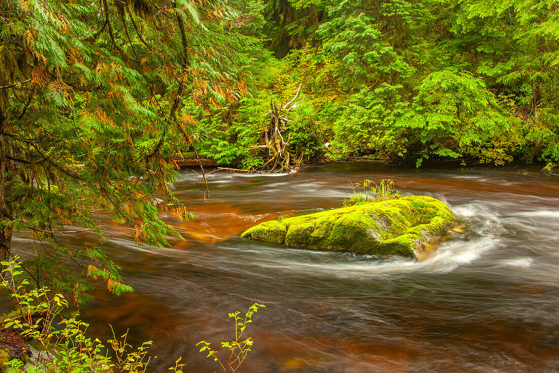 Canada, British Columbia, Inside Passage. Stream and forest in Hartley Bay.