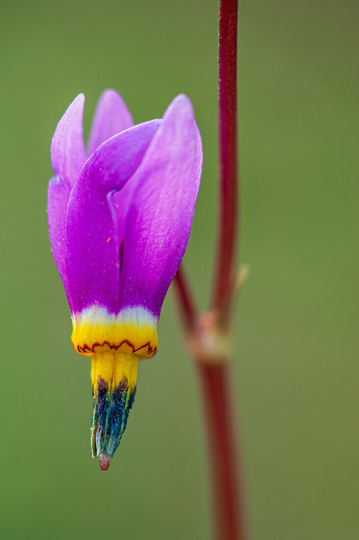 Canada, British Columbia, Kootenay National Park. Dark throat shooting star flower close-up.