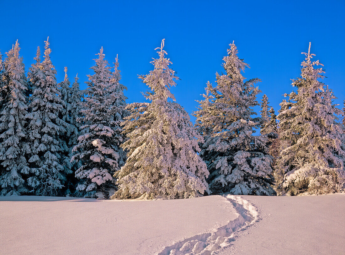 Kanada, Manitoba, Riding Mountain National Park. Elchspuren im Schnee, die in den Wald führen.