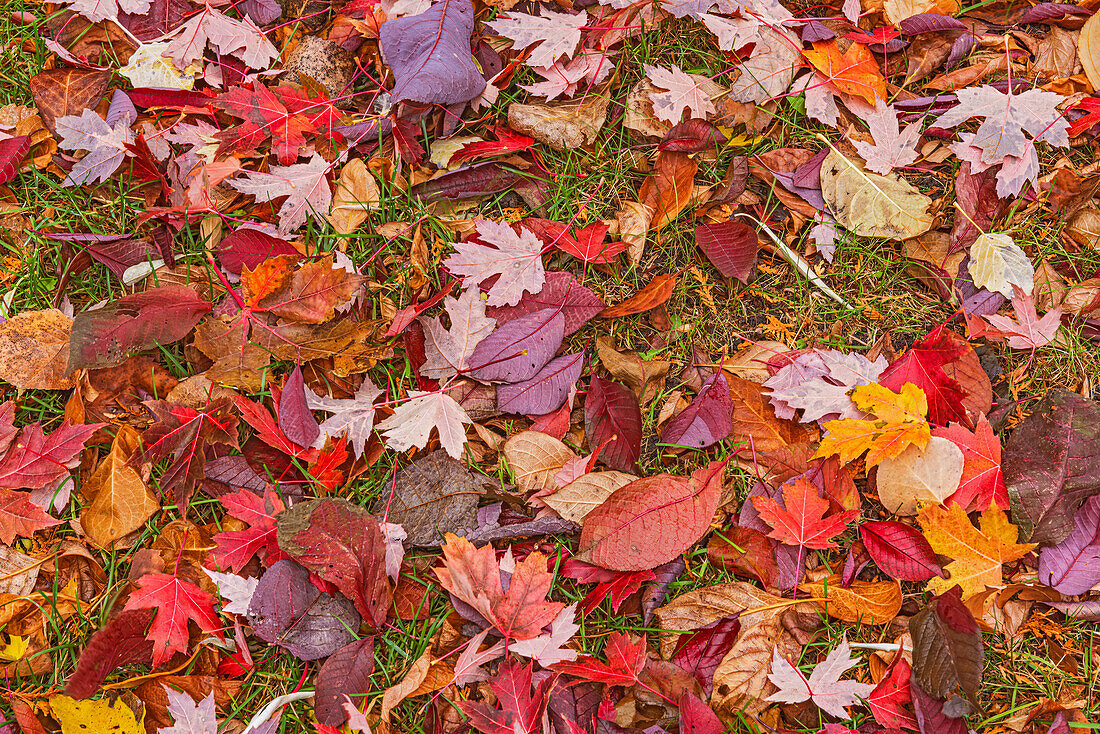 Kanada, Manitoba, Winnipeg. Herbstliche Ahornblätter auf dem Boden.