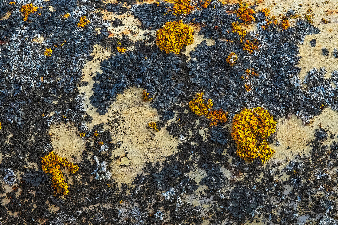 Canada, Manitoba, St. Lupicin. Close-up of rusted paint patterns on vintage car.