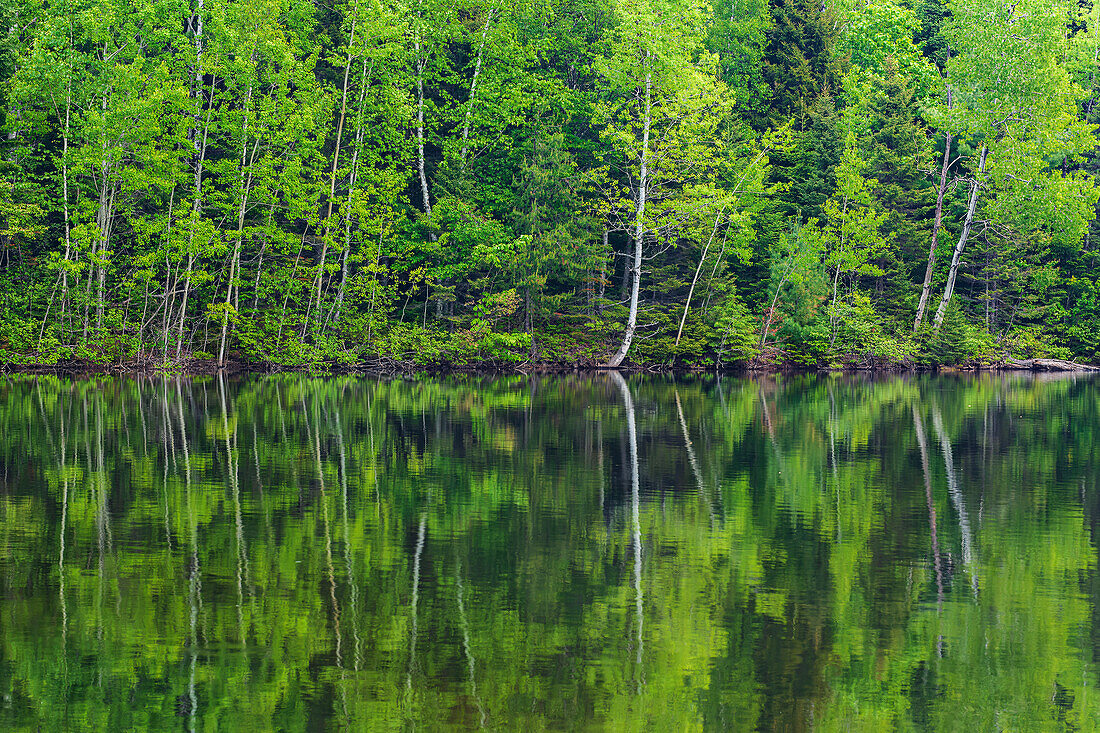 Kanada, New Brunswick, Kouchibouguac-Nationalpark. Frühlingswald mit Spiegelungen im See.