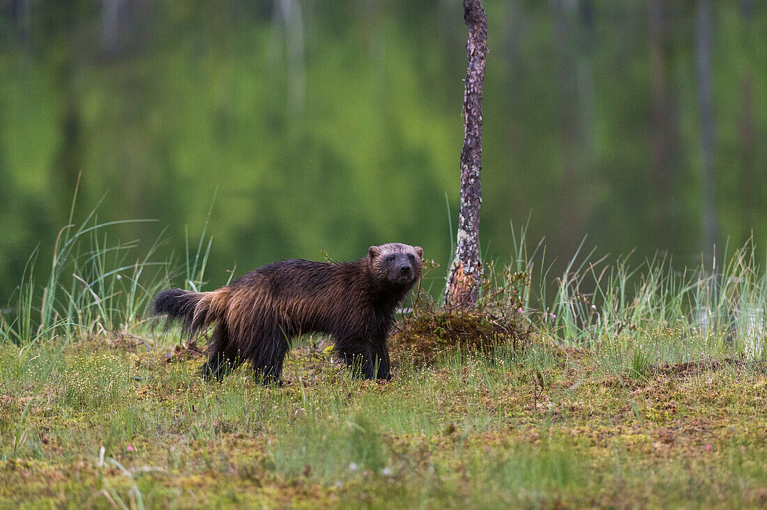 Porträt eines Vielfraßes, Gulo gulo. Kuhmo, Oulu, Finnland.