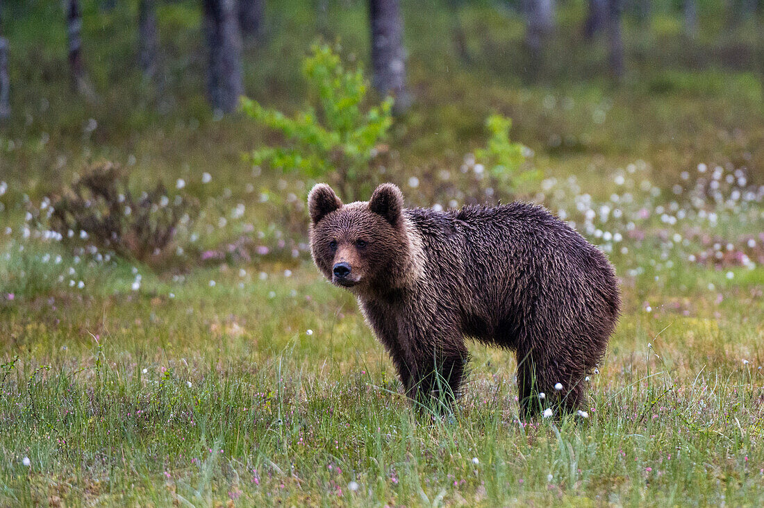 Porträt eines jugendlichen europäischen Braunbären, Ursus arctos. Kuhmo, Oulu, Finnland.