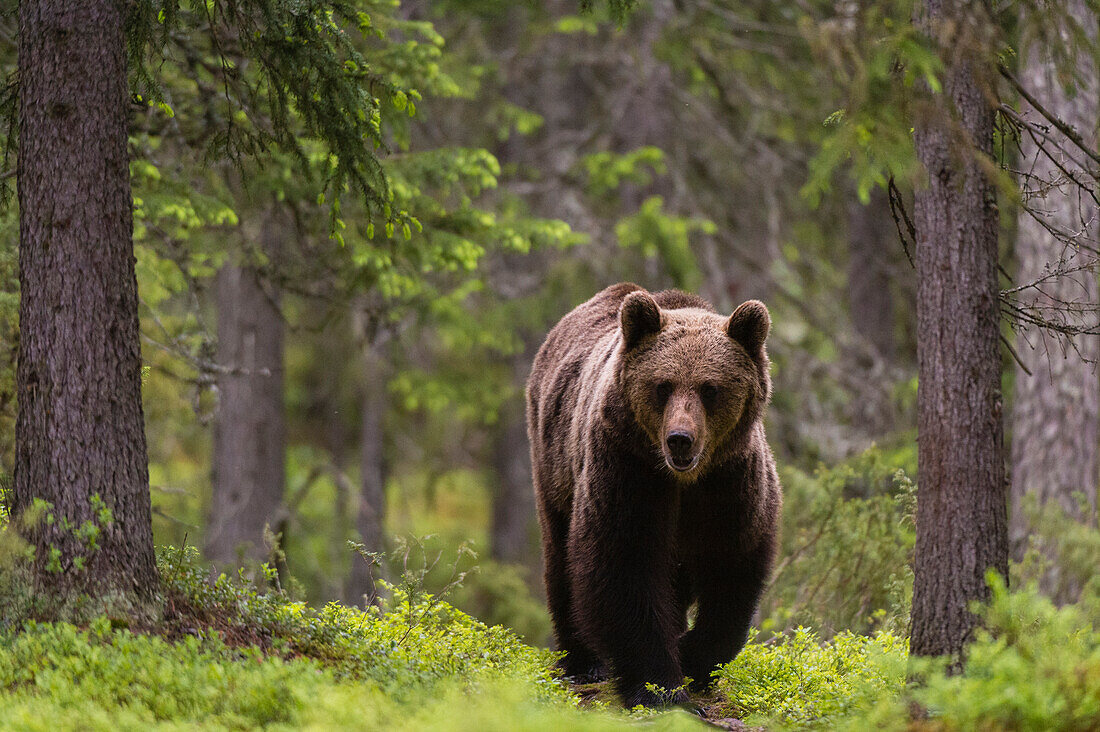 A European brown bear, Ursus arctos, walking in the forest. Kuhmo, Oulu, Finland.