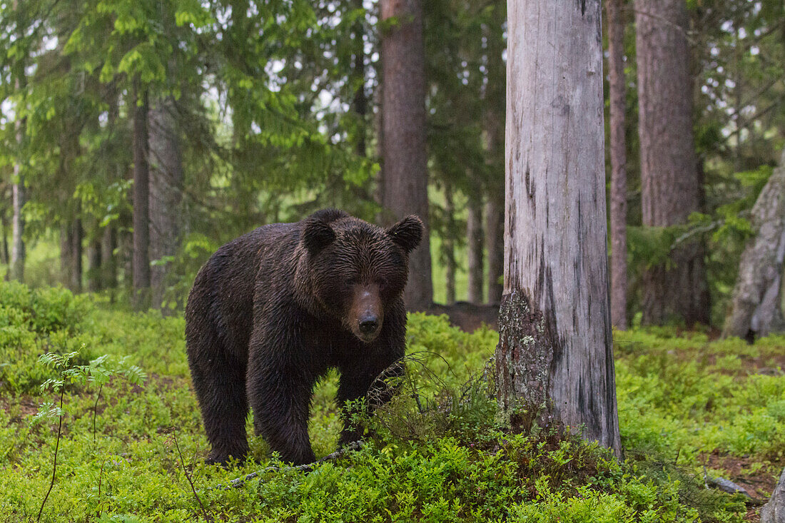 A European brown bear, Ursus arctos, walking in the forest. Kuhmo, Oulu, Finland.