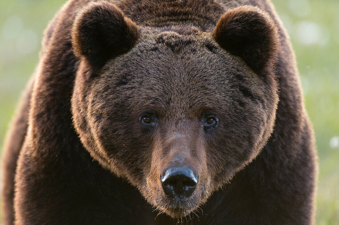 Close-up portrait of European brown bear, Ursus arctos. Kuhmo, Oulu, Finland.