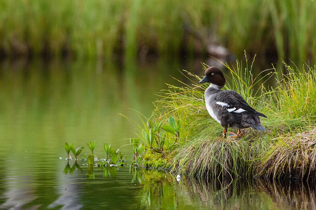 Eine Schellente, Bucephala clangula, Kuhmo, Finnland.