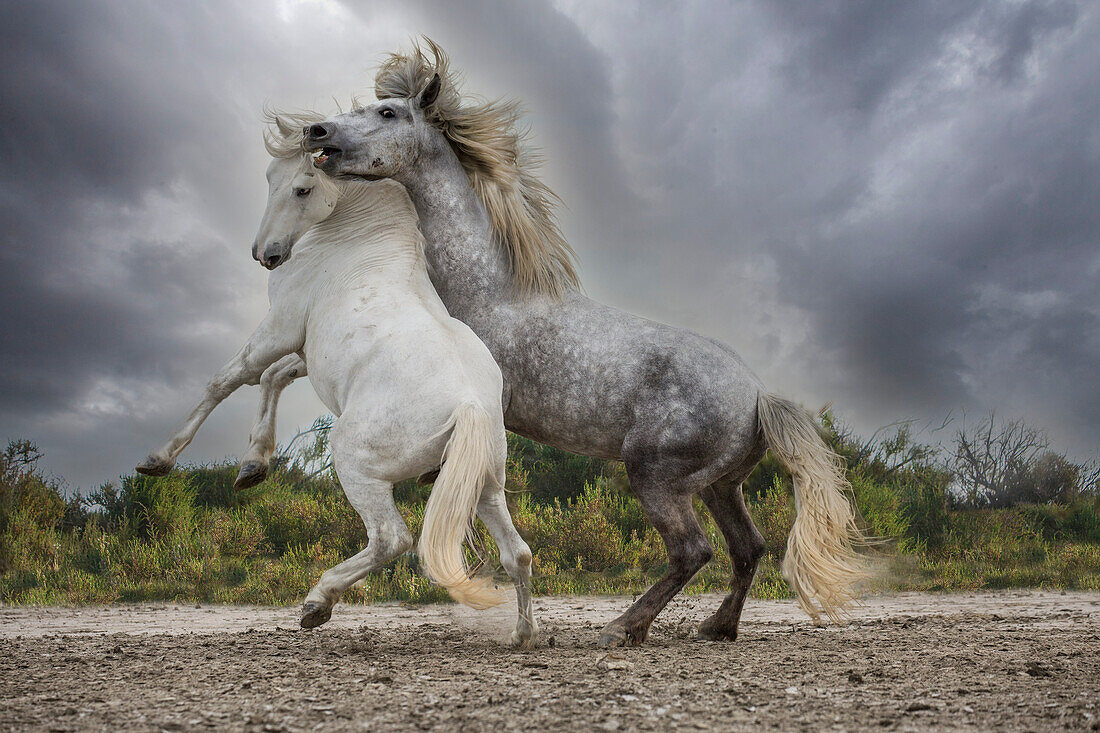 Europa, Frankreich. Weiße und graue Hengste in der Camargue kämpfen.