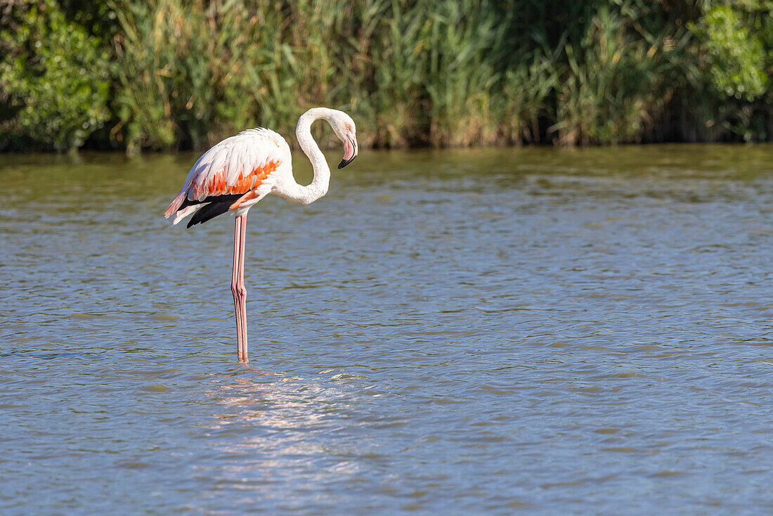 Saintes-Maries-de-la-Mer, Bouches-du-Rhone, Provence-Alpes-Cote d'Azur, Frankreich. Flamingo im ornithologischen Park von Pont de Gau.