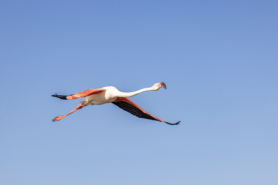 Saintes-Maries-de-la-Mer, Bouches-du-Rhone, Provence-Alpes-Cote d'Azur, Frankreich. Flamingo im ornithologischen Park von Pont de Gau.