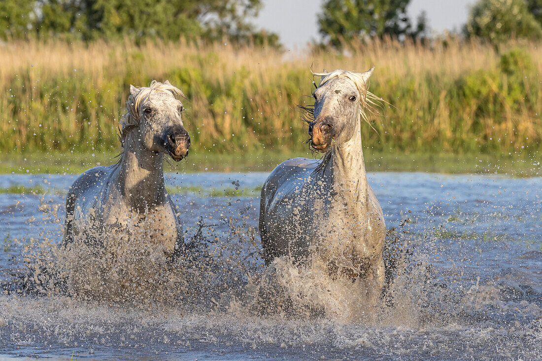 Saintes-Maries-de-la-Mer, Bouches-du-Rhone, Provence-Alpes-Cote d'Azur, France. Horses running through the marshes in the Camargue.