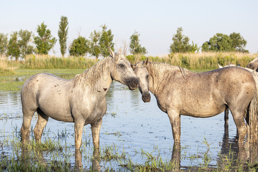 Saintes-Maries-de-la-Mer, Bouches-du-Rhone, Provence-Alpes-Cote d'Azur, France. Horses in the marshes of the Camargue.