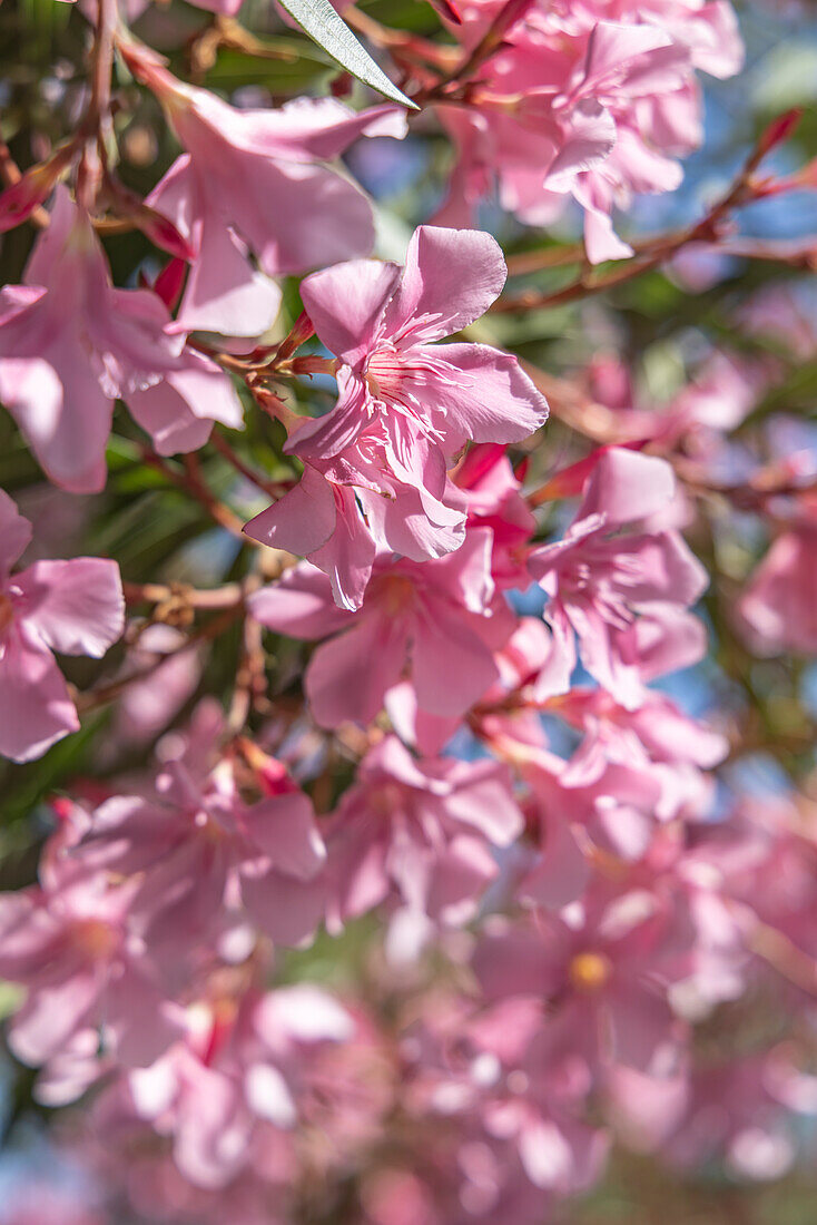 Saintes-Maries-de-la-Mer, Bouches-du-Rhone, Provence-Alpes-Cote d'Azur, Frankreich. Rosa blühender Baum in Südfrankreich.