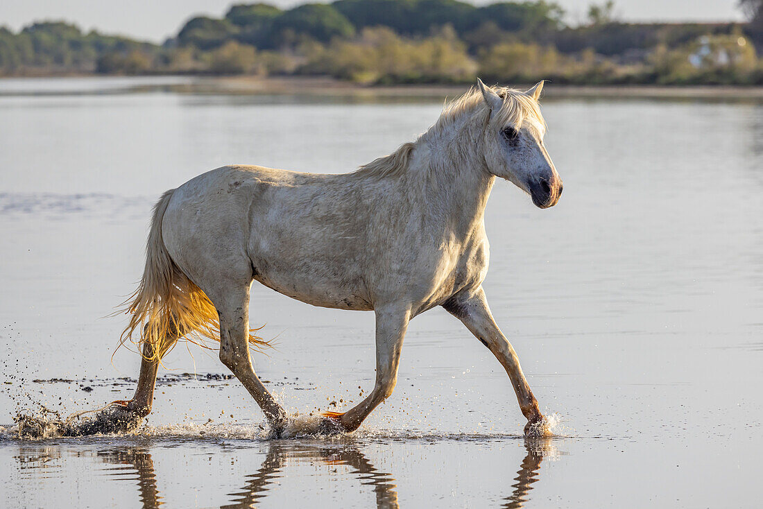 Saintes-Maries-de-la-Mer, Bouches-du-Rhone, Provence-Alpes-Cote d'Azur, France. Horse running through the marshes of the Camargue.