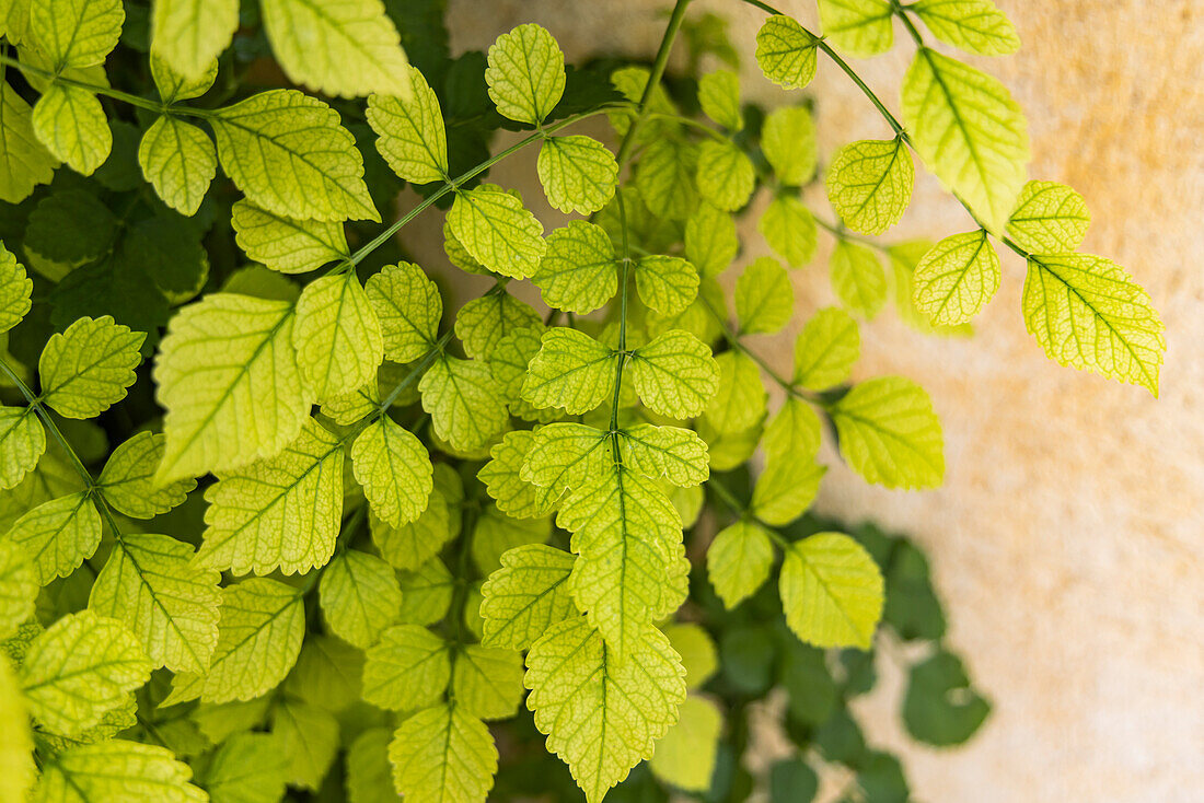 Aigues-Mortes, Gard, Occitania, France. Green leaves of a vine climbing on a wall.