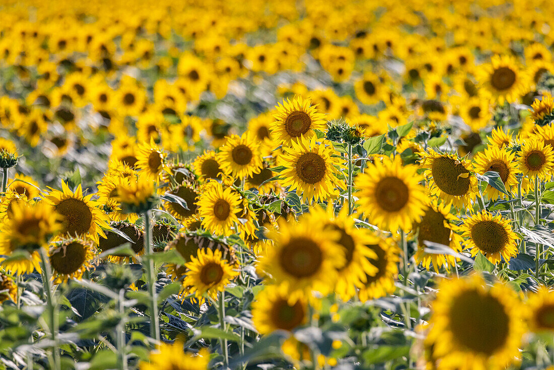 Camargue Nord, Arles, Bouches-du-Rhone, Provence-Alpes-Cote d'Azur, France. Field of sunflowers in Provence.