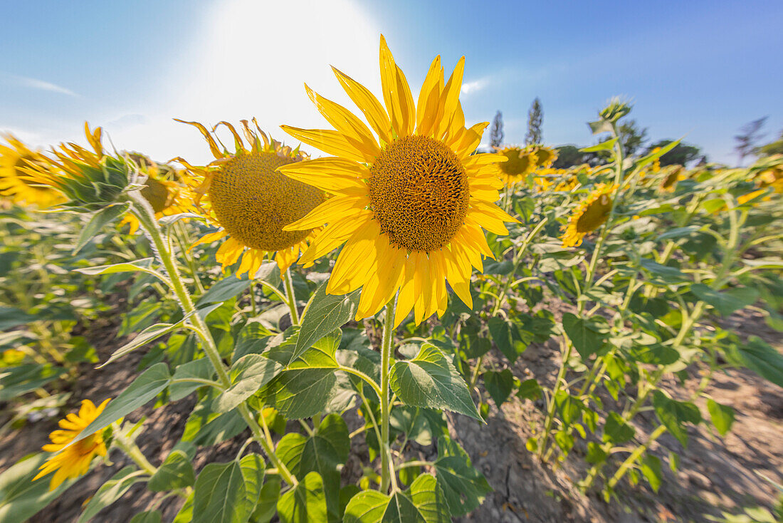 Camargue Nord, Arles, Bouches-du-Rhone, Provence-Alpes-Cote d'Azur, Frankreich. Sonnenblumenfeld in der Provence.