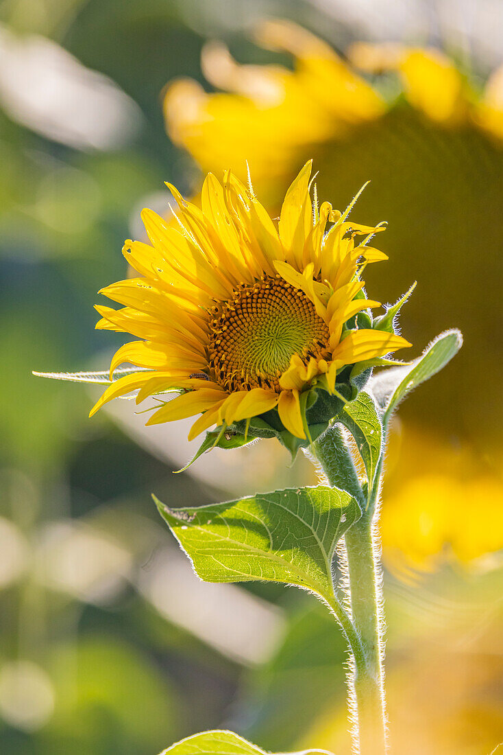 Camargue Nord, Arles, Bouches-du-Rhone, Provence-Alpes-Cote d'Azur, Frankreich. Sonnenblumenfeld in der Provence.