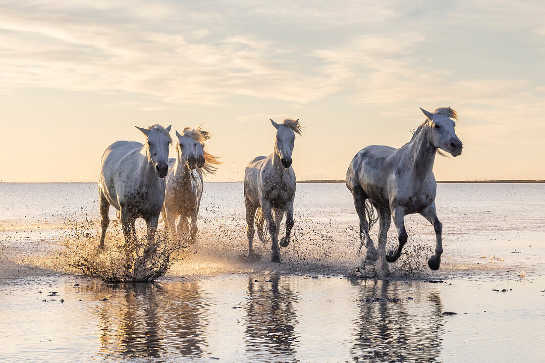 Saintes-Maries-de-la-Mer, Bouches-du-Rhone, Provence-Alpes-Cote d'Azur, Frankreich. Camargue-Pferde, die bei Sonnenaufgang durch das Wasser laufen.