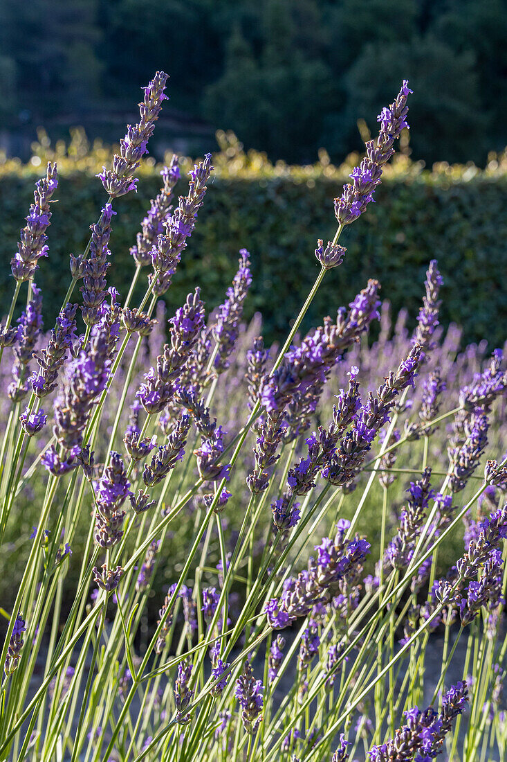 Gordes, Vaucluse, Provence-Alpes-Cote d'Azur, Frankreich. Lavendel in der Abtei Senanque in der Provence.