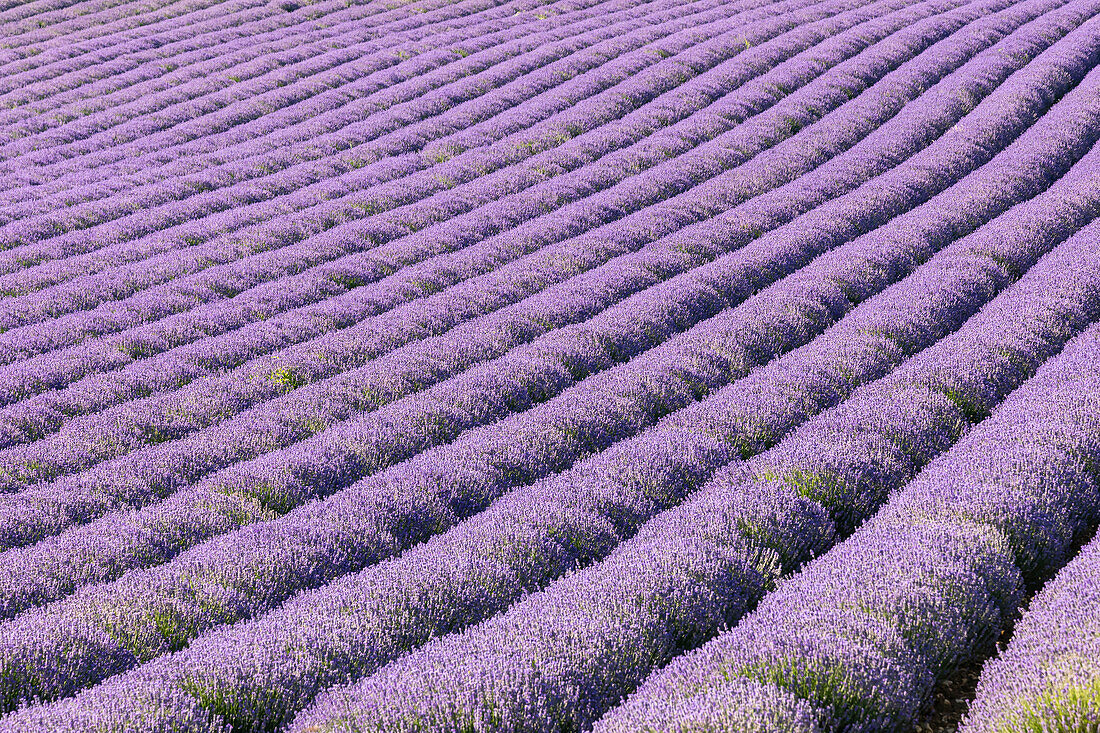 Aurel, Vaucluse, Alpes-Cote d'Azur, Frankreich. Reihen von Lavendel in Südfrankreich.