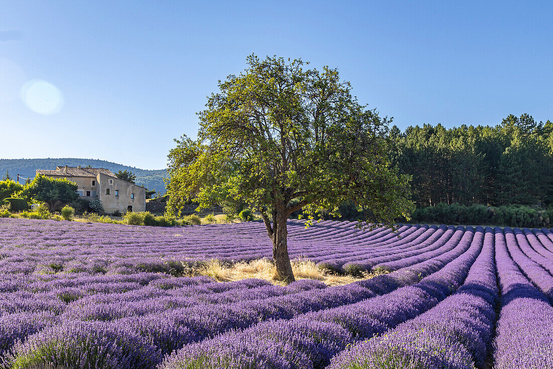 Aurel, Vaucluse, Alpes-Cote d'Azur, Frankreich. Baum in einem Lavendelfeld.