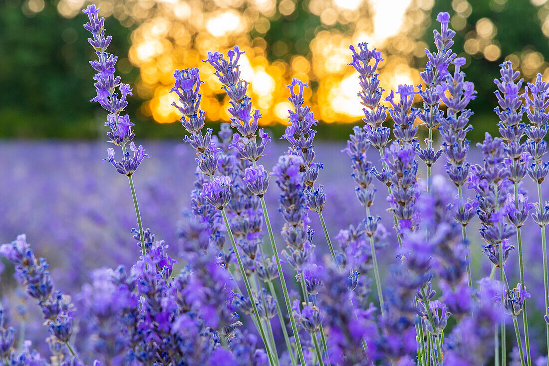 Saint-Christol, Vaucluse, Provence-Alpes-Cote d'Azur, France. Close up of lavender growing in the south of France.