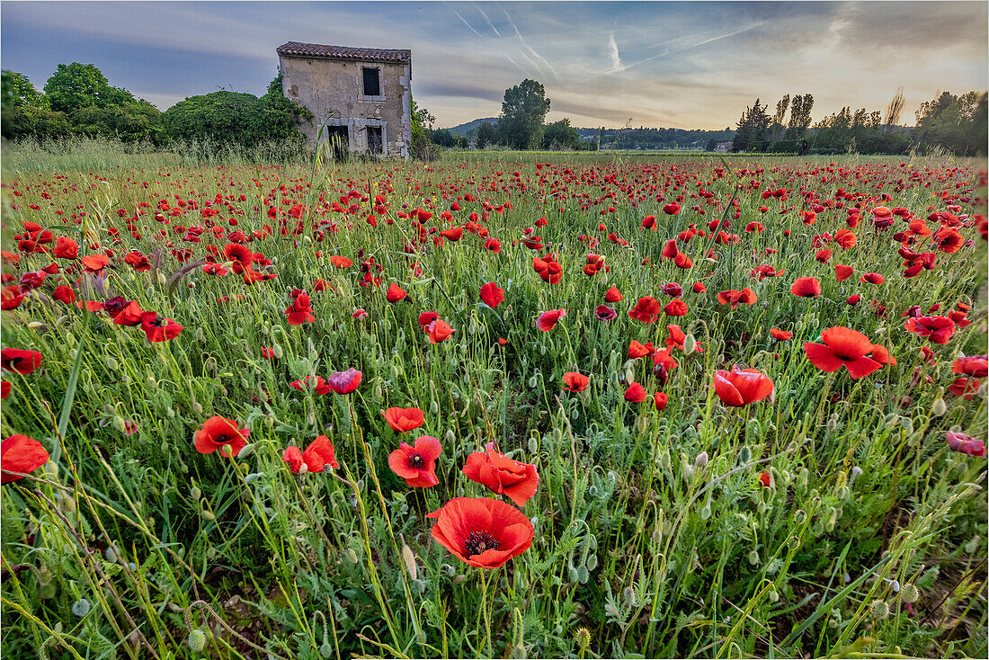 Mohnblumen in der Provinz, Frankreich