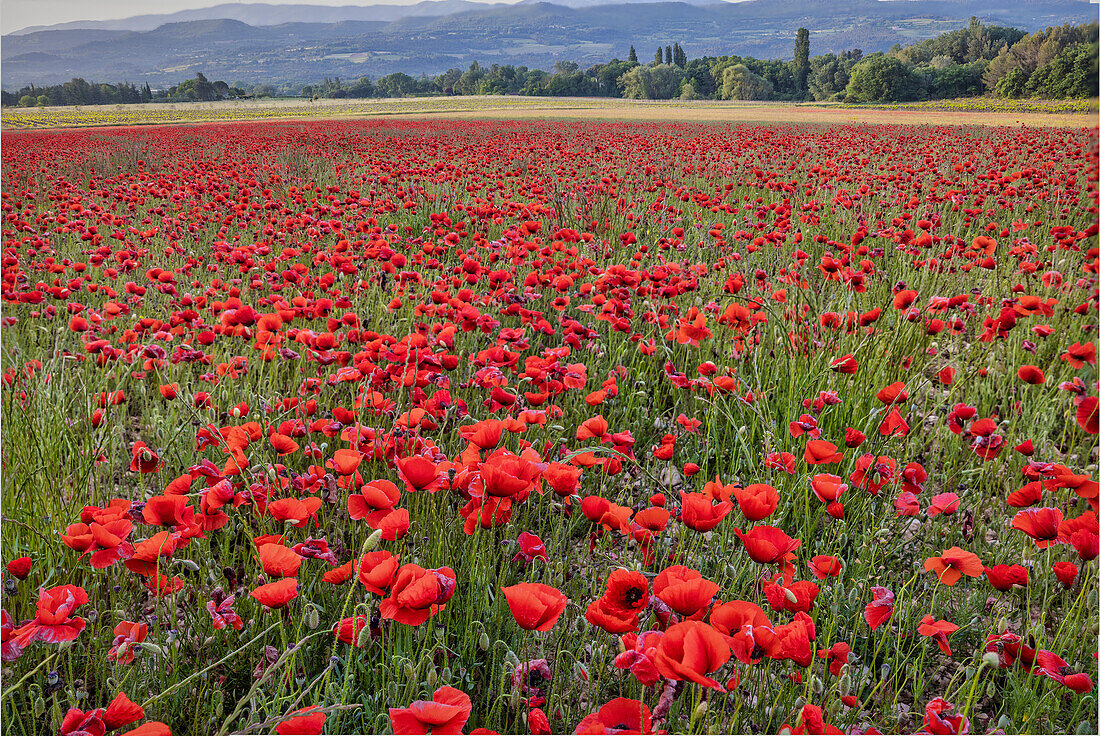 Mohnblumen in der Provinz, Frankreich