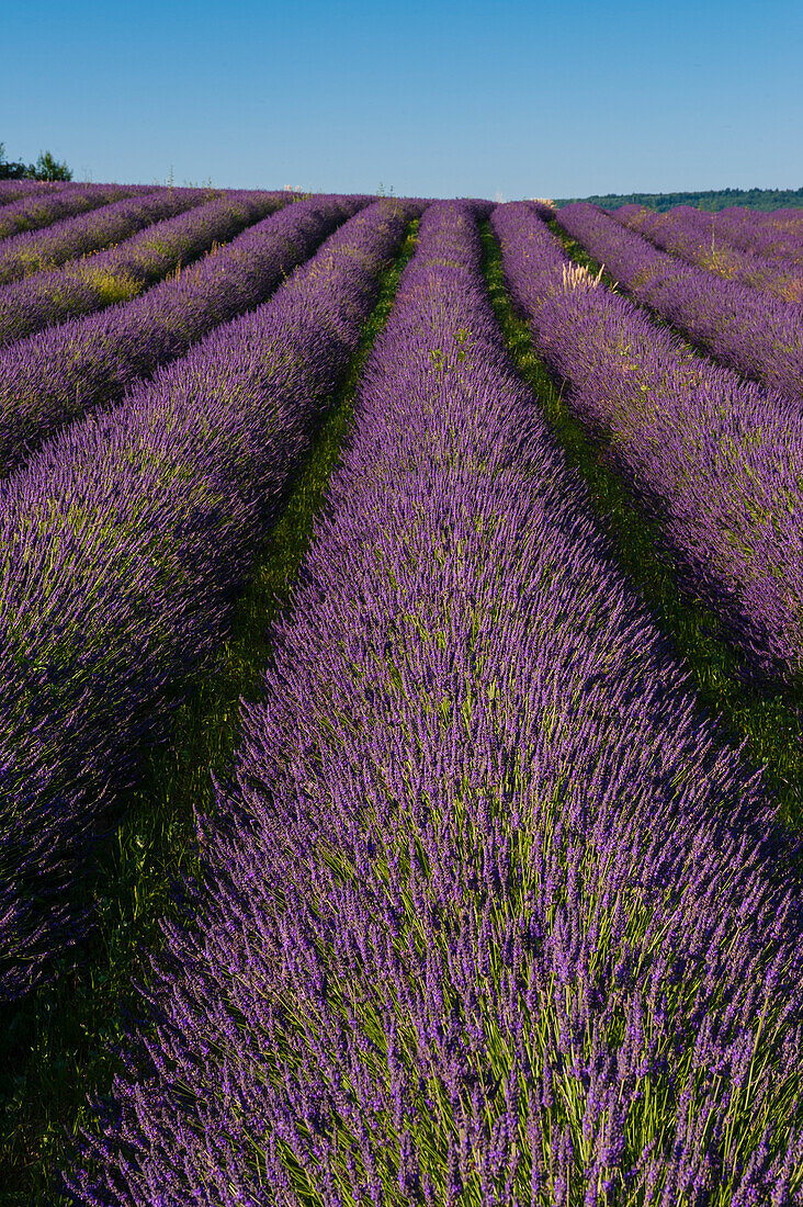 Ein blühendes Lavendelfeld. Sault, Provence, Frankreich.