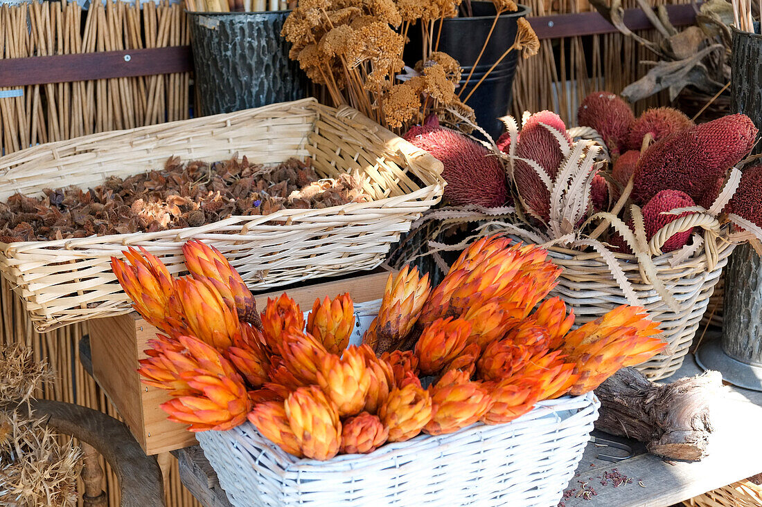 München, Deutschland. Bauernmarkt. Getrocknete Herbstblumen