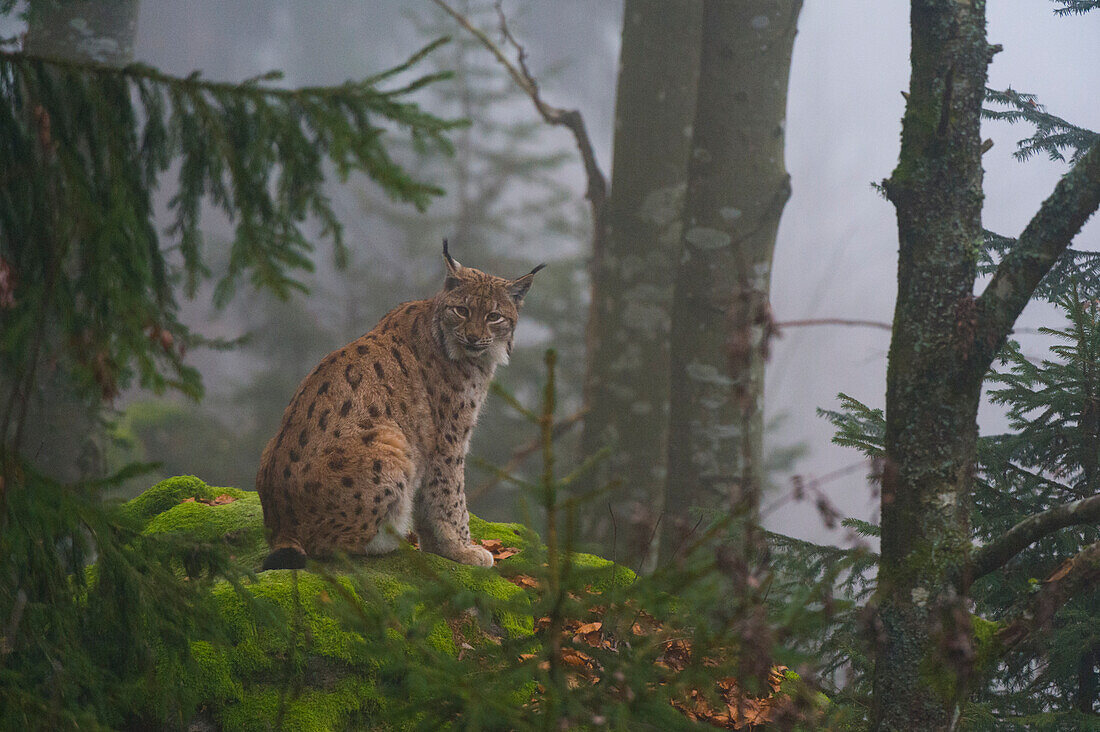 Ein europäischer Luchs, der auf einem moosbewachsenen Felsen in einem nebligen Wald sitzt. Nationalpark Bayerischer Wald, Bayern, Deutschland.