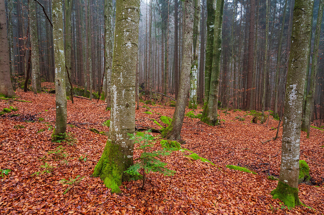 Ein nebliger Bayerischer Wald im Herbst. Nationalpark Bayerischer Wald, Bayern, Deutschland.