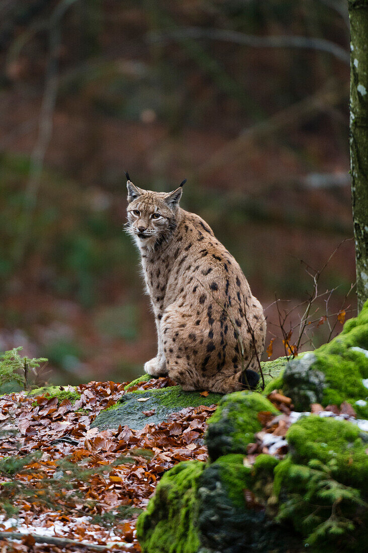 A European lynx, sitting on a mossy rock and looking at the camera. Bayerischer Wald National Park, Bavaria, Germany.