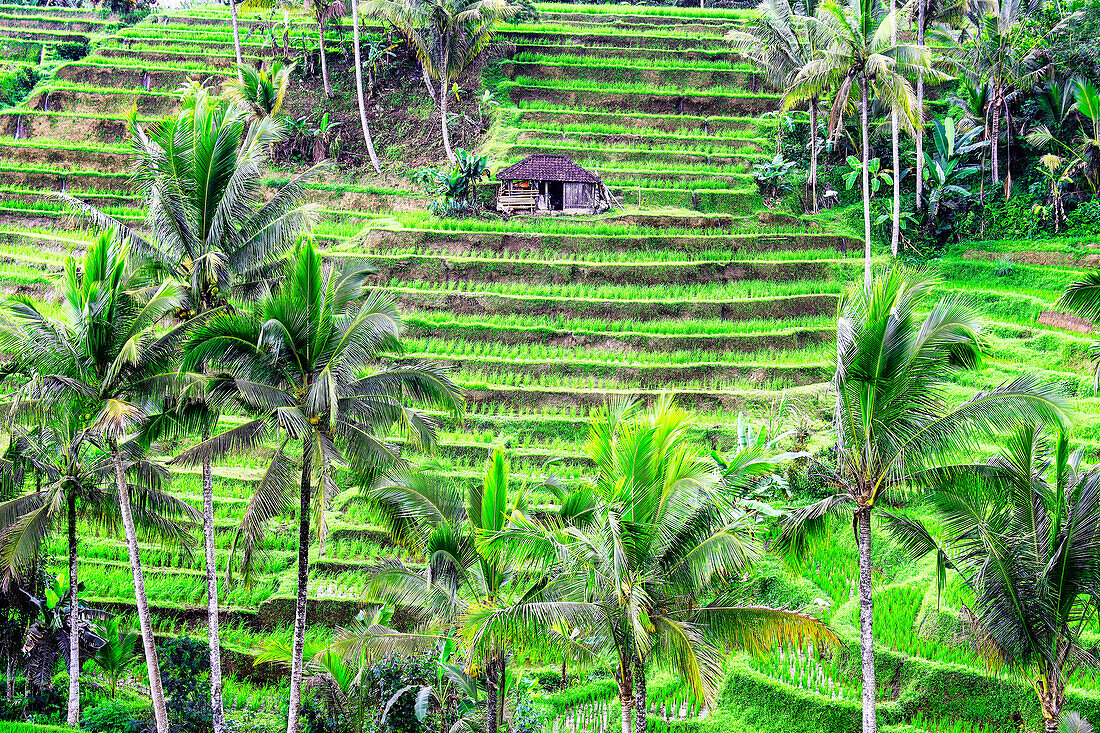 Die Reisterrasse von Jatiluwih, ein beliebtes Ausflugsziel in der Nähe des Zentrums von Bali in der Nähe von Ubud.