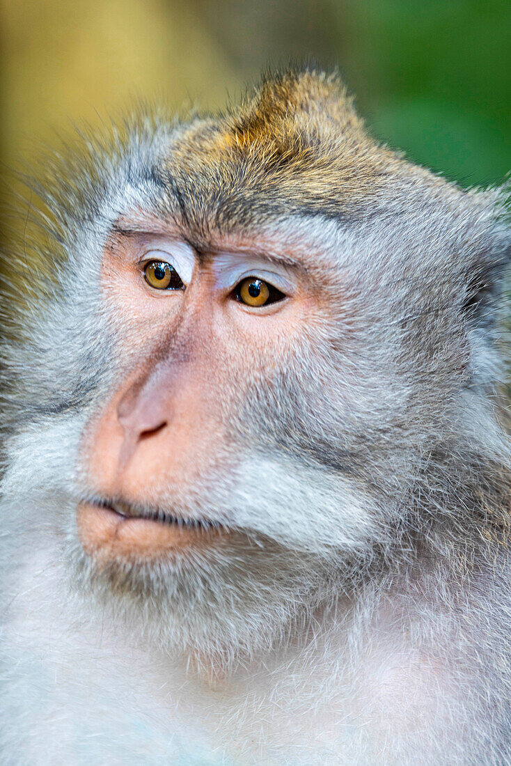 Makaken-Affe im Affenwald, Ubud, Bali, Indonesien