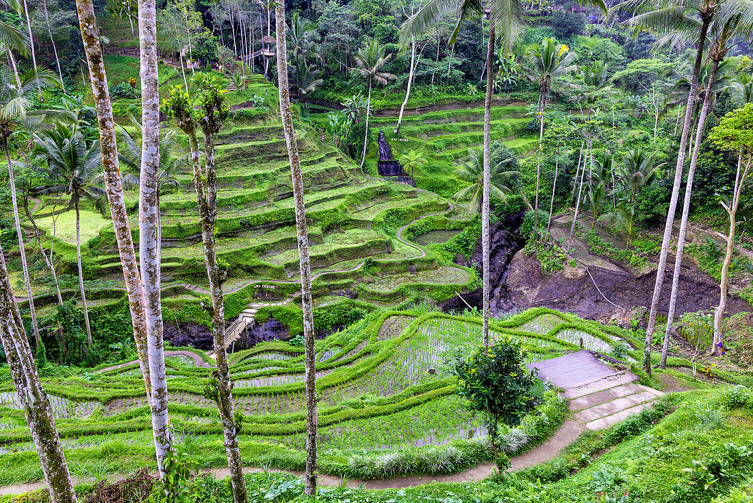 Das Zentrum der Insel Bali ist Ubud mit seinen zauberhaften Reisterrassen. Sie können zwischen den Reisfeldern spazieren gehen. Hier befindet sich auch die Dschungelschaukel.