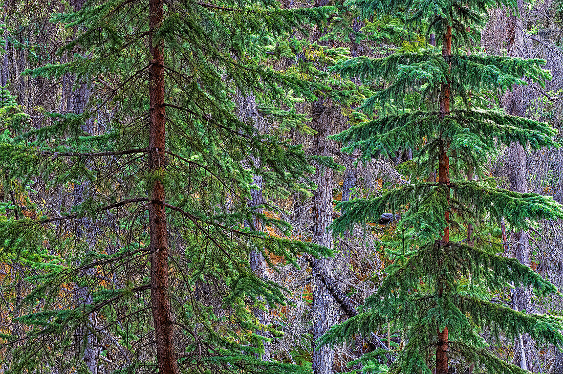 Canada, Alberta, Jasper National Park. Spruce trees at Athabasca Falls.