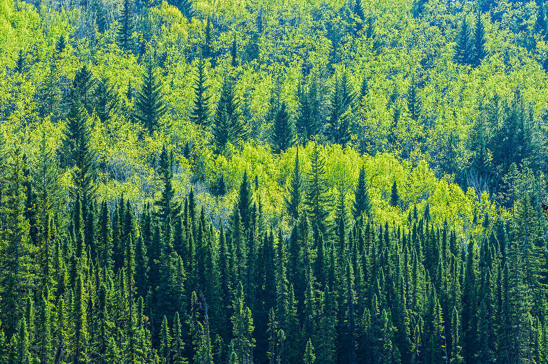 Kanada, Alberta, Jasper-Nationalpark. Frühlingslaub in einem Wald am Berghang.