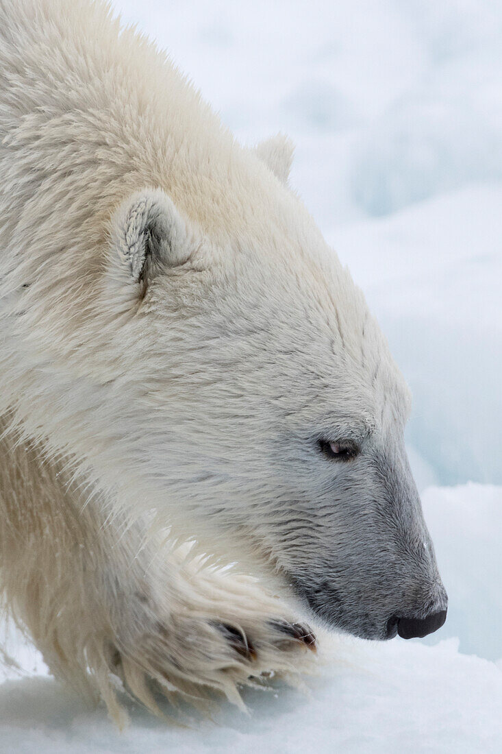 Nahaufnahme eines Eisbären, Ursus maritimus, auf dem nordpolaren Packeis. Arktischer Ozean