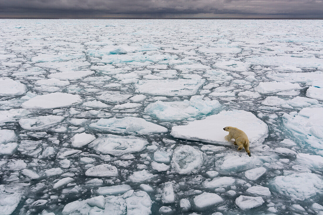 A polar bear, Ursus maritimus, walking the melting sea ice. North polar ice cap, Arctic Ocean