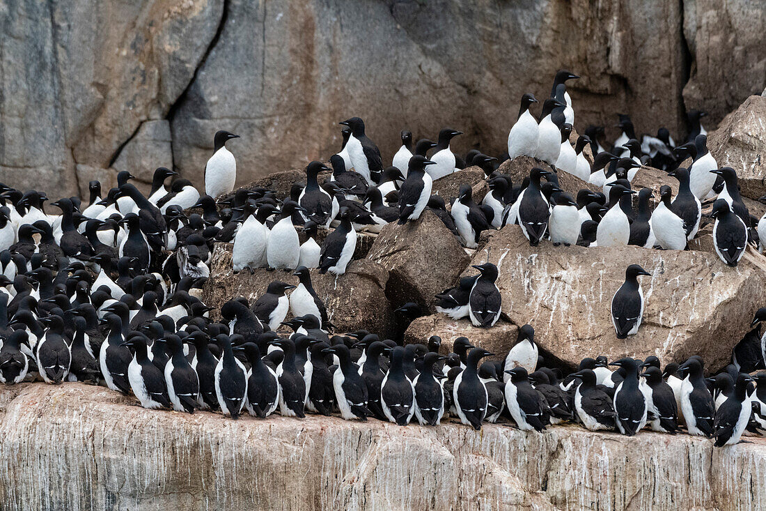 Alkefjellet-Klippen voller brütender Trottellummen, Uria lomvia. Nordaustlandet, Svalbard, Norwegen