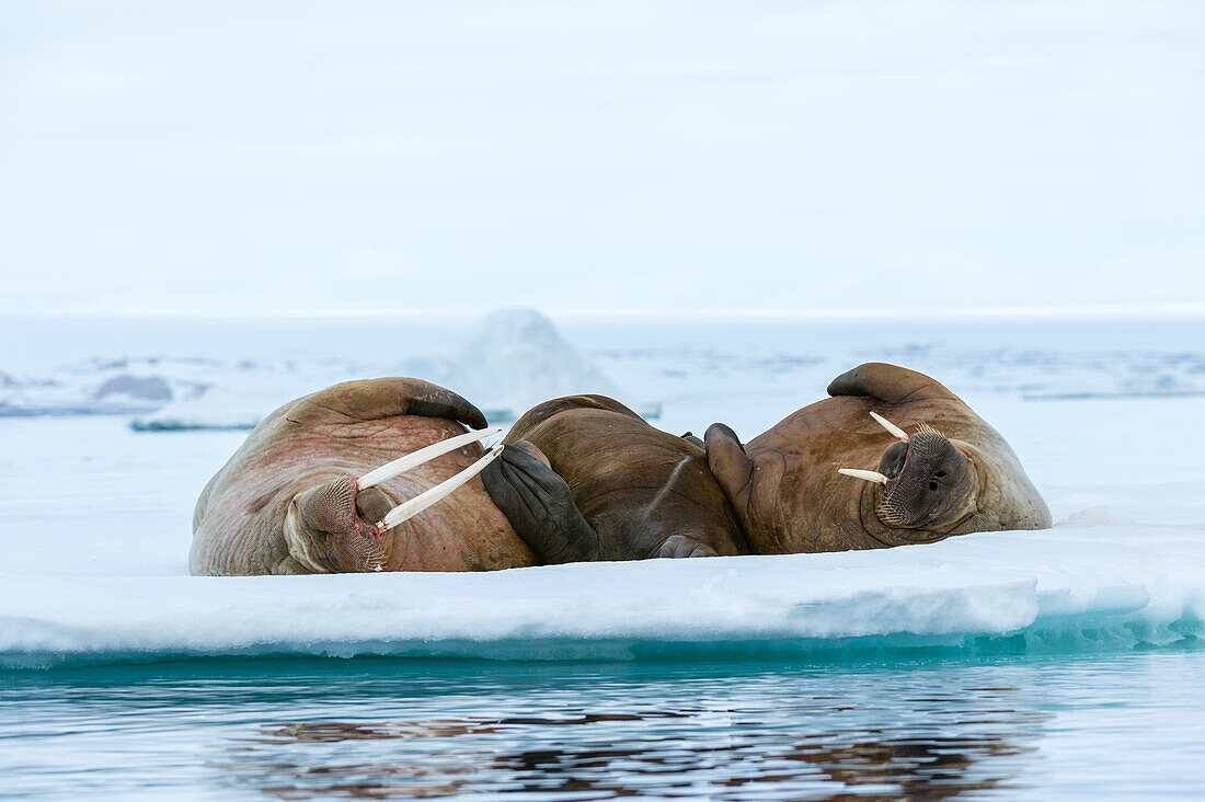 Atlantische Walrosse, Odobenus rosmarus, ruhen sich auf dem Eis aus. Nordaustlandet, Svalbard, Norwegen