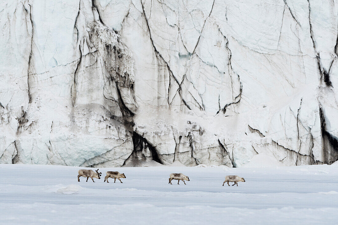 Svalbard reindeer, Rangifer tarandus, walk along a glacier front. Svalbard, Norway