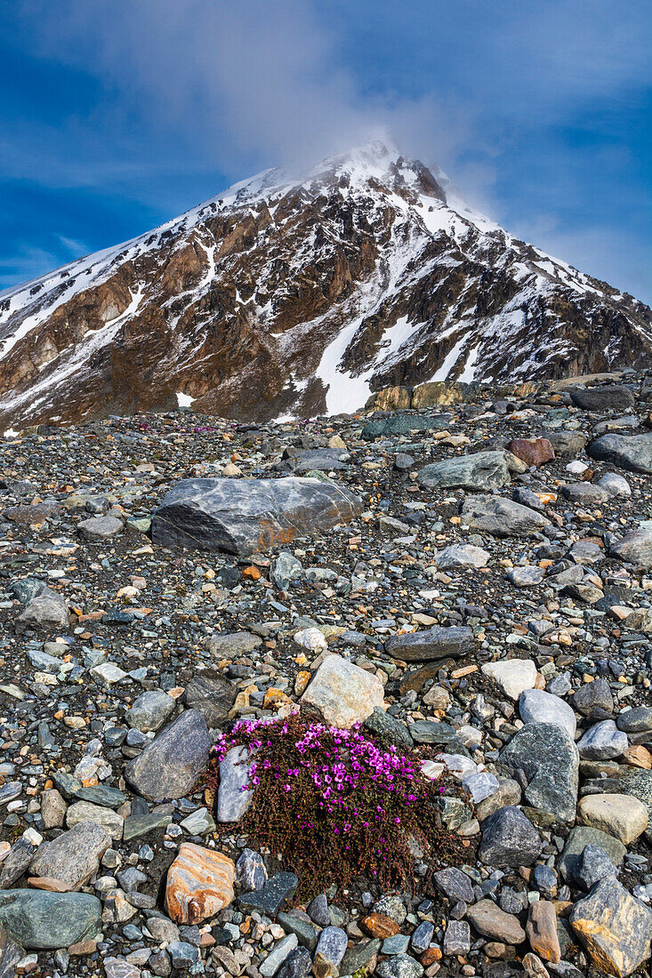 Purple Saxifrage (Saxifraga oppositifolia) in bloom. Svalbard, Norway