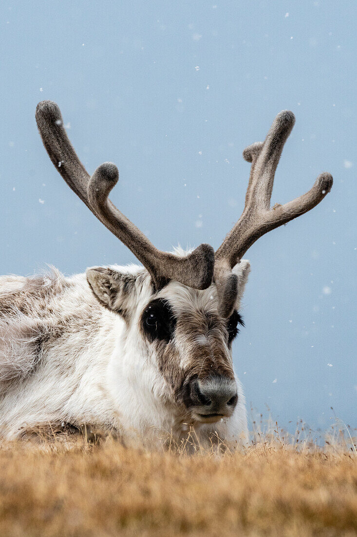 A Svalbard reindeer, Rangifer tarandus, in snowy tundra. Svalbard, Norway