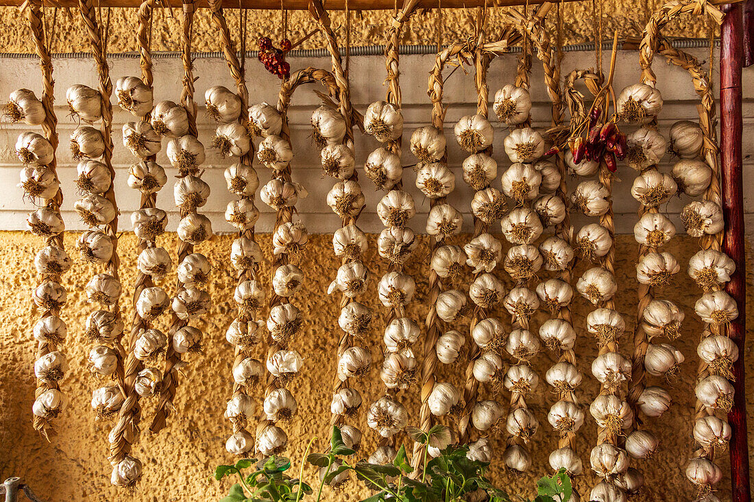 Rumänien, Karpaten, Kreis Prahova, Sinaia. Zöpfe von Knoblauch beim Trocknen.