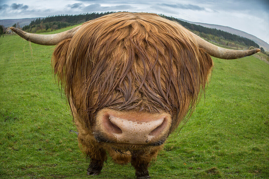 Großbritannien, Schottland. Nahaufnahme einer Hochlandkuh.